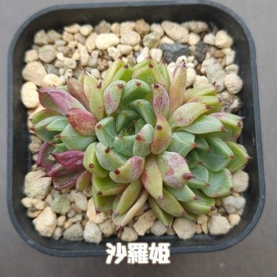 多肉植物 沙羅姫 抜き苗