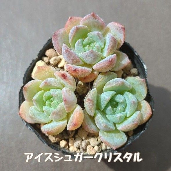 多肉植物 アイスシュガークリスタル 3苗 抜き苗