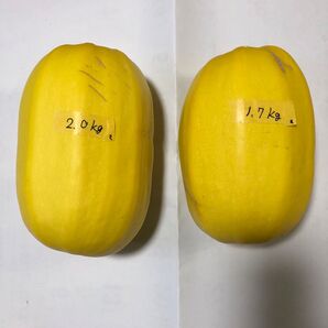 【7月上旬収穫】そうめんかぼちゃ 2玉 約3.7Kg 兵庫県産