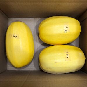 【7月上旬収穫】そうめんかぼちゃ 3玉 約3.9Kg 兵庫県産