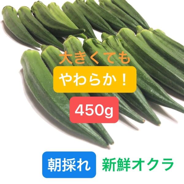 朝採れオクラ 450g以上(約30本) ネコポス発送 兵庫県産