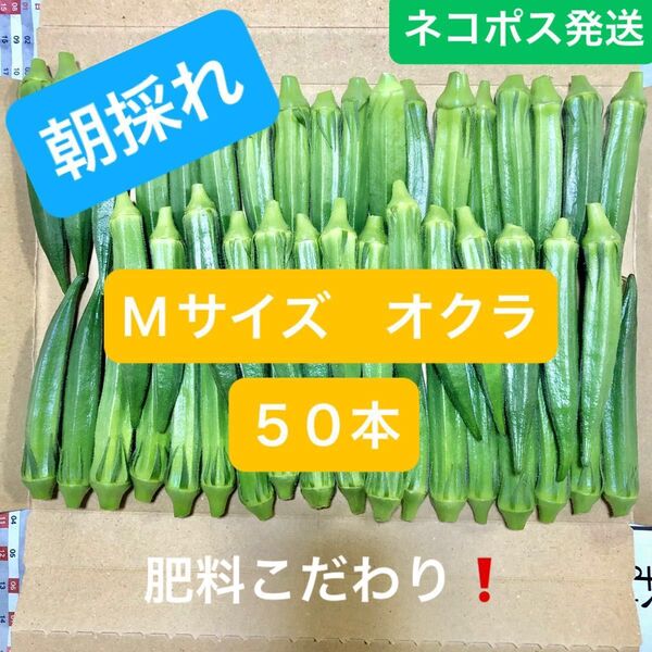 朝採れオクラ Mサイズ 50本 ネコポス発送 兵庫県産