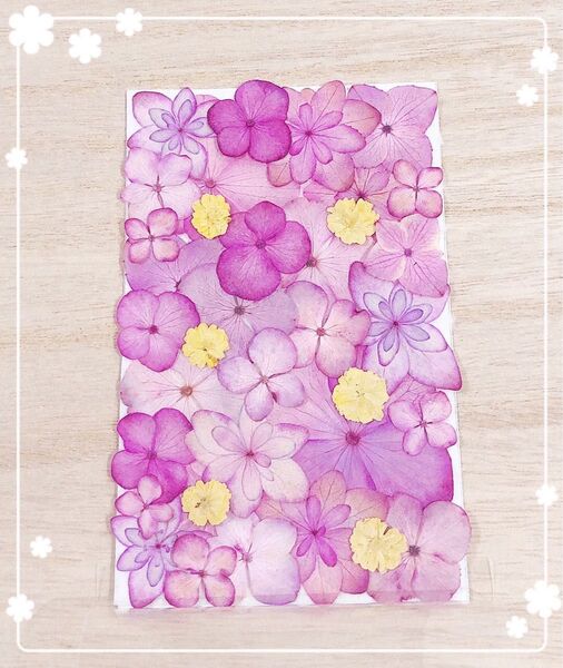 【押し花 素材】ピンク系アジサイセット75