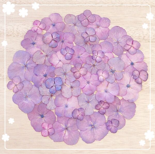 【押し花 素材】アジサイパープル⑧