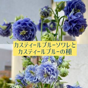 カスティールブルーとカスティールブルーソワレ(オダマキ)の種