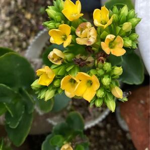 カランコエ 黄色 二苗 抜き苗 多肉植物