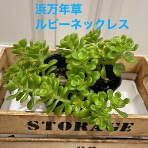 多肉植物 浜万年草 抜き苗 ルビーネックレス カット苗