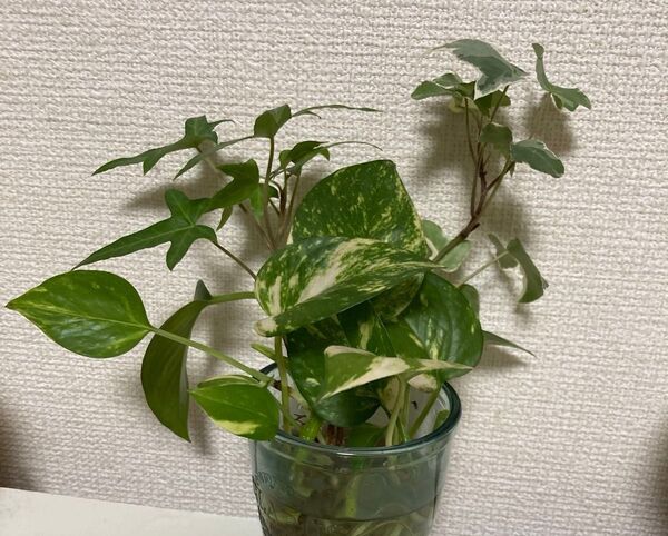 観葉植物 ポトス アイビー ヘデラ 水栽培 苗