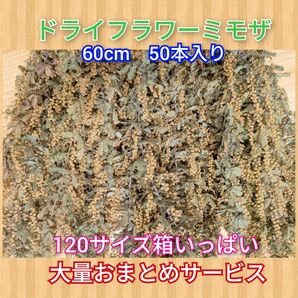 ドライフラワーミモザ60cm