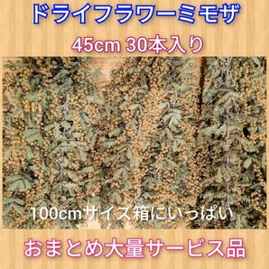 ドライフラワーミモザ45cm