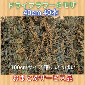 ドライフラワーミモザ40cm