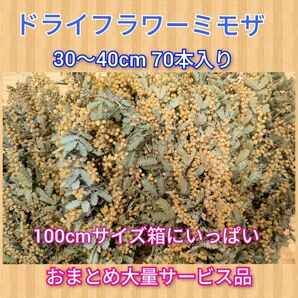 ドライフラワーミモザ 30〜40cm