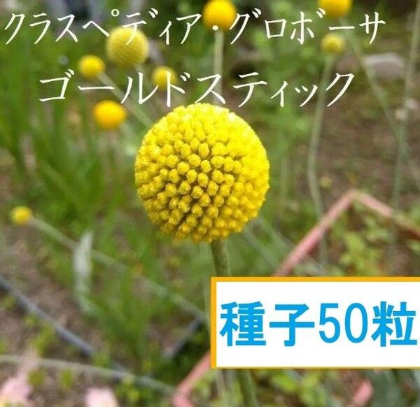 <増数中>50粒 秋まき クラスペディア ゴールドスティック種子 2025年採種