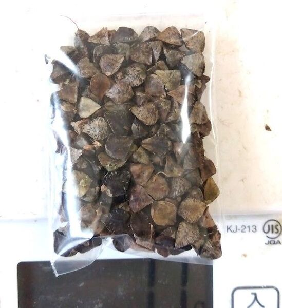 【冷涼地6~8月中間地8月中旬~種まき】信州大そば 種子10g ソバ 農薬不使用