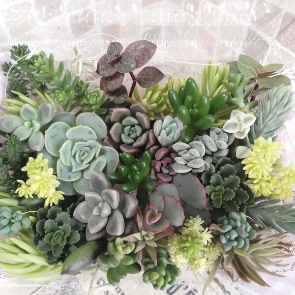 【ご購入後のカット】 多肉植物 セダム カット苗 詰め合わせ 寄せ植えに