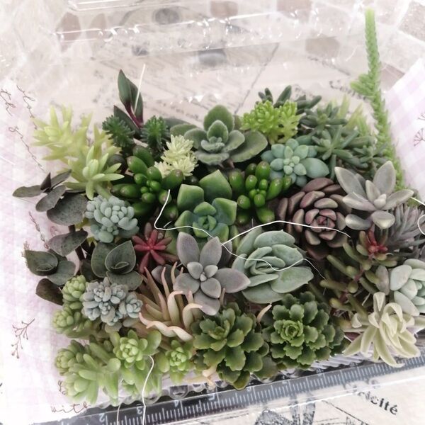 【ご購入後にカット】 多肉植物 セダム カット苗 詰め合わせ 寄せ植えに