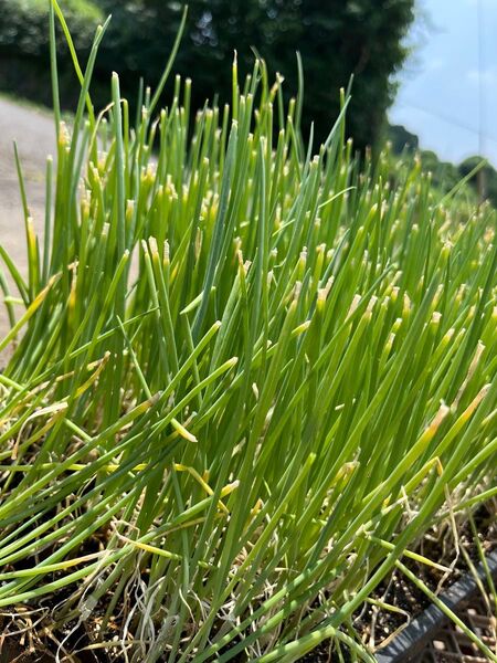 ネギ ネギ苗 100本 セルトレイ ペーパーポット 太ネギ 農家 農業 家庭菜園 菜園