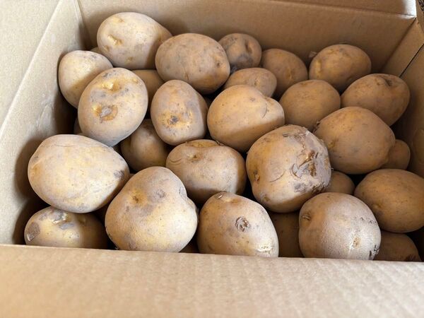 長崎県産 ジャガイモ 10kg
