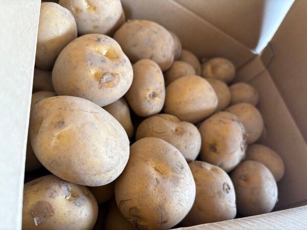 長崎県産 ジャガイモ 10kg