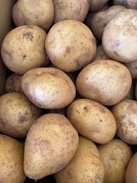 長崎県産 ジャガイモ 10kg