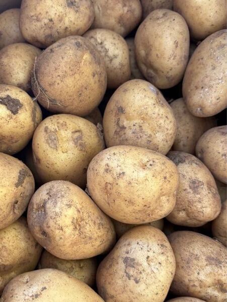 長崎県産 ジャガイモ 10kg