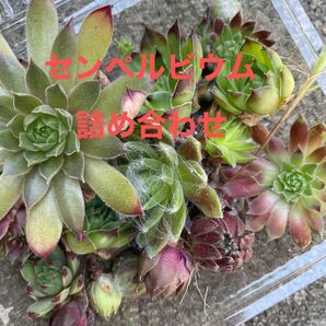 センペルビウム弁当 多肉植物 大小いろいろ詰め合わせ まとめ売り