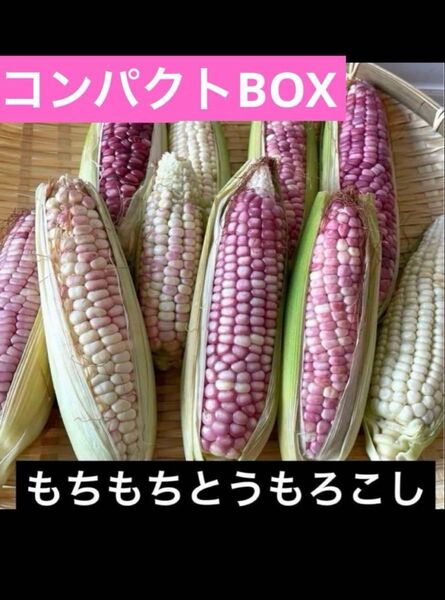 農薬不使用 徳島県産 もちとうもろこし もちきび もちもちとうもろこし