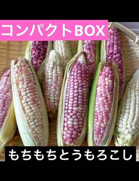 農薬不使用 徳島県産 もちもちとうもろこし もちきび もちとうもろこし