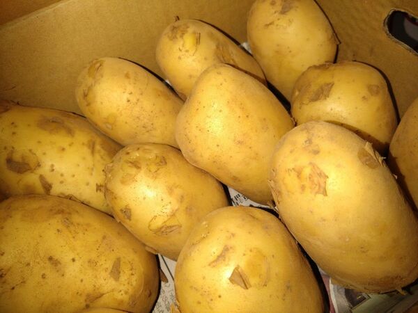 長崎県産。じゃがいも「アイユタカ」約5キロ