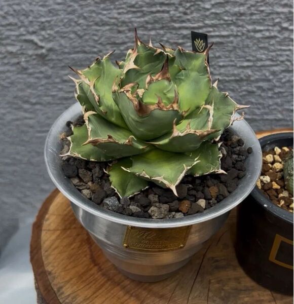 FO-076 アガベ agave チタノタ DWARF 姫厳竜 子株 発根済