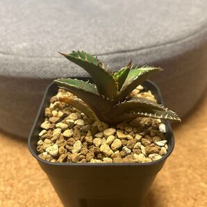 アガベ チタノタ 赤猫 ゴリ猫 レッドキャットウィーズル titanota Agave