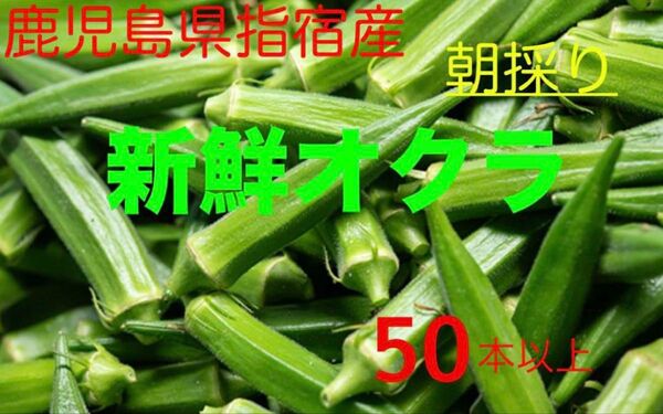 【超特価】鹿児島県指宿産 新鮮オクラ 50本以上