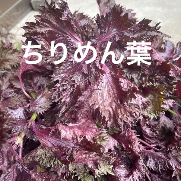 赤紫蘇の葉 太い茎なし 葉のみ 150グラム 赤紫蘇