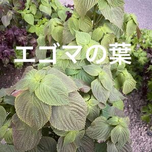 エゴマの葉 100枚 プラス小さめいっぱい 農薬不使用 エゴマの葉 えごまの葉
