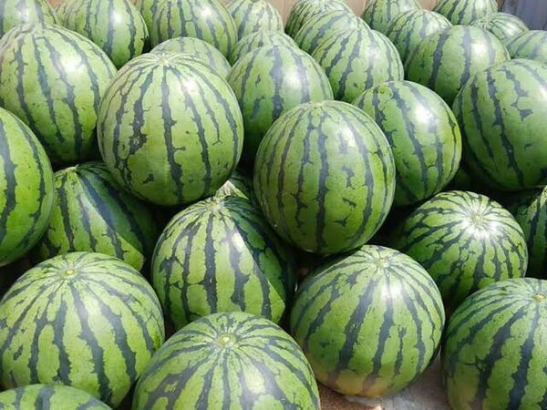 熊本県 2玉 品種 羅王ザスイート 食感抜群 甘み抜群 特別な貴方へ