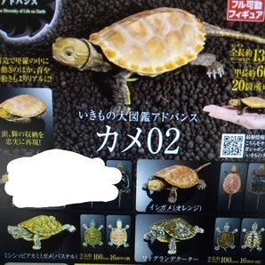 いきもの大図鑑アドバンスカメ02 3種セミコンプ