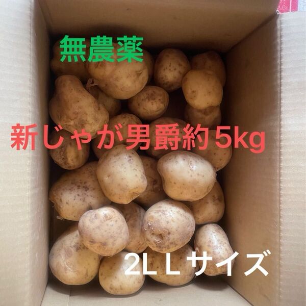 新じゃがいも男爵約5kg 2LLサイズ 無農薬