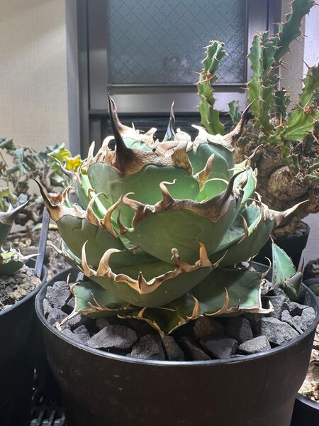 アガベ チタノタ ハデス OC 子株 Hades agave titanota oteroi カキコ