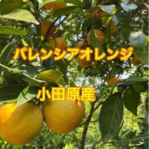 訳ありバレンシアオレンジ箱込み5、5kg 農薬不使用 神奈川県小田原産