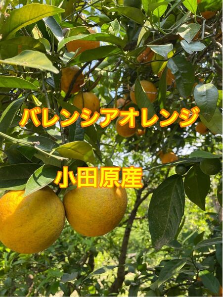 超訳あり バレンシアオレンジ 箱込み5、5kg 農薬不使用 神奈川県小田原産