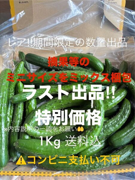 曲がりきゅうり 摘果や手のひらサイズ等ミックス 1㎏送料込 日付指定不可 期限内には発送予定