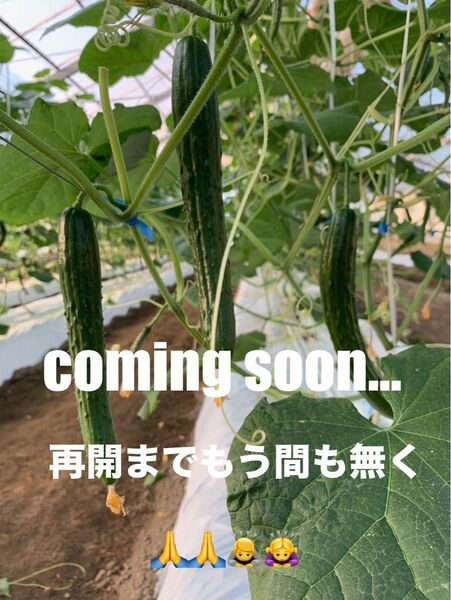 少しずつ再開します。初物の為真っ直ぐきゅうりのみ