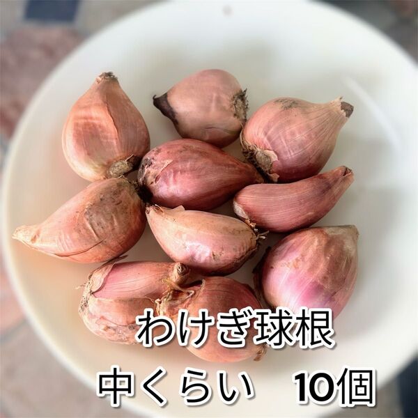 わけぎ球根 中くらい 10個