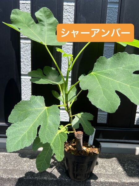 シャーアンバー Schar Amber いちじく 苗木