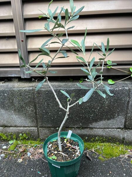 オリーブ苗 アザパ 希少