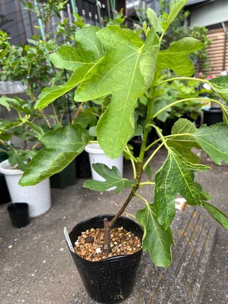 LSU purple LSUパープル いちじく 挿し木苗