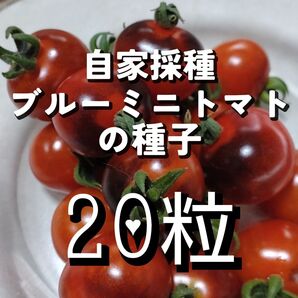 自家採取 ブルーミニトマトの種子 20粒 おまけの種付き! 固定種
