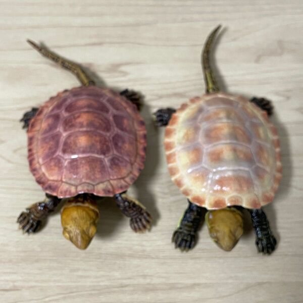2種セット イシガメ いきもの大図鑑 アドバンス カメ02 バンダイ