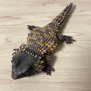 アルマジロトカゲ(モザイク) いきもの大図鑑レプティ アルマジロトカゲとフトアゴヒゲトカゲ バンダイ