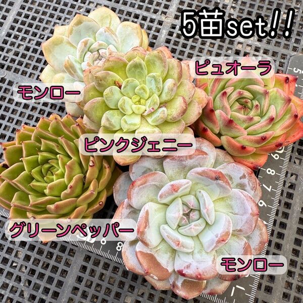 ★ゆうパケットポスト発送★多肉植物 韓国苗 エケベリア やや大きめのずっしり5苗セット